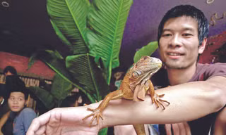Ông chủ quán Pet Cafe và chú rồng Nam Mỹ vàng