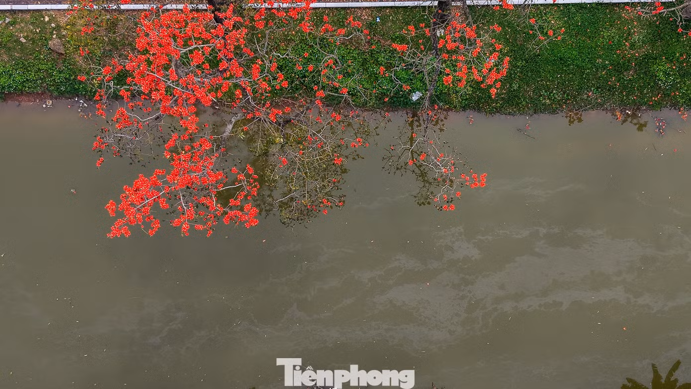 tp-hoa-gao7.jpg