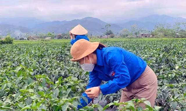 Nữ thủ lĩnh Đoàn xuất ngoại ớt xanh thu tiền tỷ, tạo cảm hứng cho thanh niên bản làng lập nghiệp