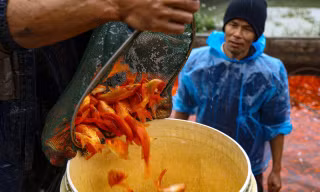 Nhộn nhịp thủ phủ cá chép đỏ cúng Tết ông Công, ông Táo