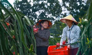 Thanh long ruột đỏ giúp nông dân Phú Thọ bứt lên thoát nghèo