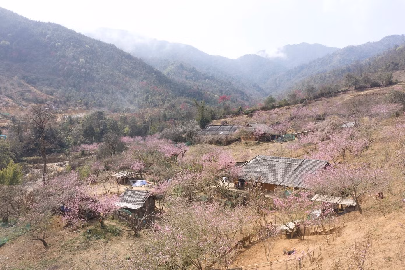 ban-sao-lung-cung-lung-linh-sac-hoa-dao-vao-mua-xuan.jpg