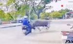 Trâu sổng chuồng lao như tên bắn, húc gãy xương sườn người đi xe máy