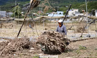 Tan hoang thủ phủ rau Lâm Đồng 