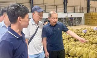 Chuyên gia Trung Quốc giám sát vùng trồng sầu riêng Lâm Đồng 
