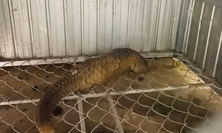 Tê tê quý hiếm nặng 5,4kg bò vào nhà người dân trong đêm