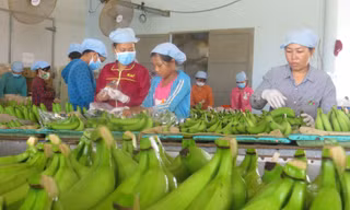 Sau sầu riêng, lộ diện 'át chủ bài’ của nông sản Việt 