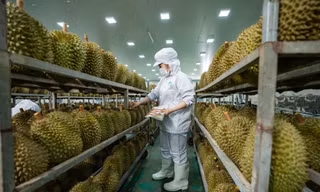 Để sầu riêng xuất khẩu rộng đường vào Trung Quốc phải đáp ứng nhiều yêu cầu khắt khe của thị trường này
