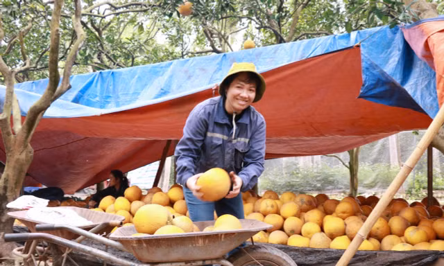 Bưởi Diễn chính gốc giữ giá trước làn sóng xả hàng của bưởi Diễn 'nhập cư'