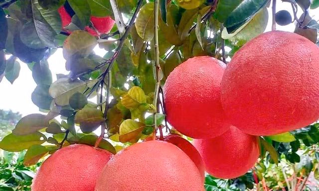 Sặc sỡ bưởi đỏ 'tiến vua' vào vụ Tết 