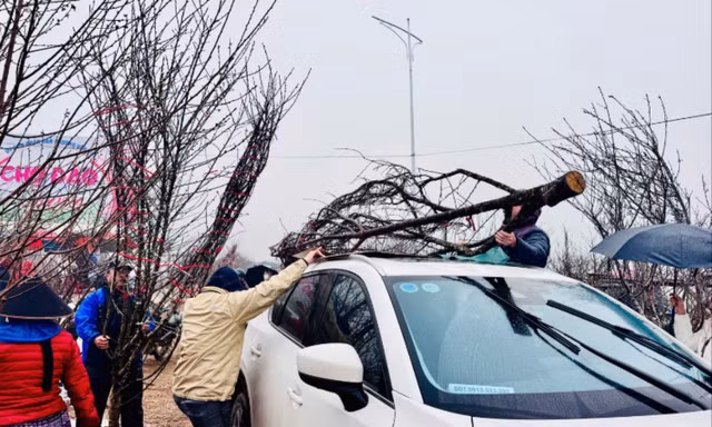 Chở đào Tết trên nóc ô tô: Lưu ý để đảm bảo an toàn và không sai luật