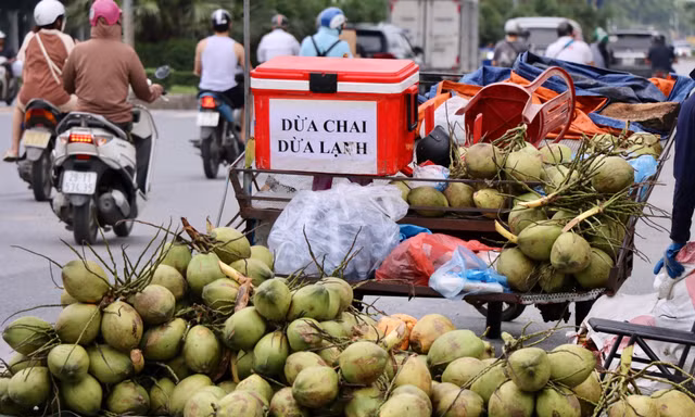 Dừa xiêm 7.000 đồng bán tràn ngập Hà Nội