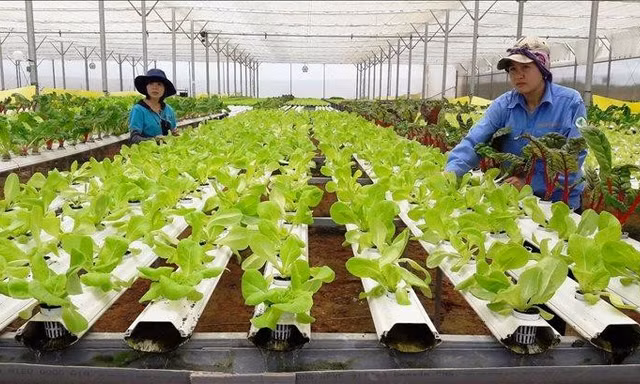 Phụ phẩm nông nghiệp có thể 'biến thành tiền', vì sao Việt Nam hạn chế tái sử dụng?
