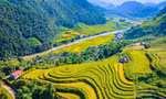 Bức tranh mùa thu ruộng bậc thang không thể rời mắt ở Sơn La 