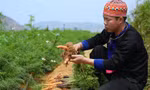 Thanh niên người Mông thoát nghèo từ nông nghiệp sạch