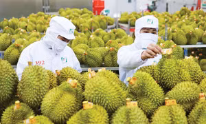 Chất lượng và tổ chức sản xuất là nền tảng để xuất khẩu rau quả lập kỷ lục