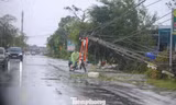Nghệ An, Hà Tĩnh mất điện diện rộng, điện lực nỗ lực khắc phục đường dây