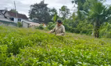 Cây dược liệu giúp bà con vùng cao thoát nghèo