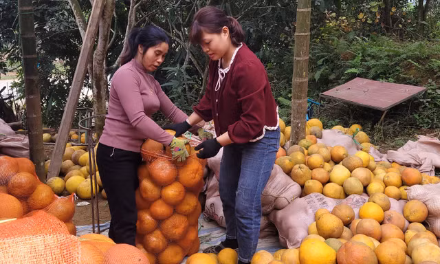 Bưởi Đoan Hùng bước vào vụ Tết: Thương lái ít hơn nhưng vẫn giữ được giá tốt