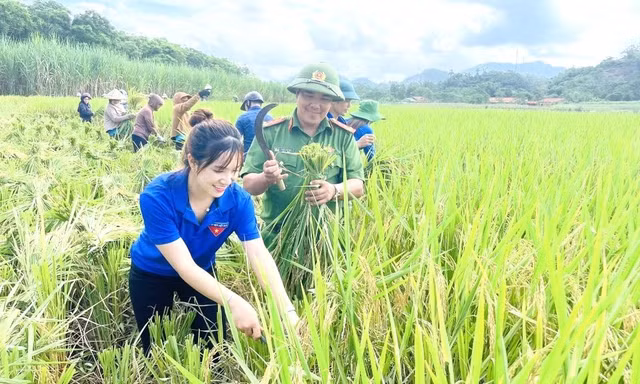Giúp người dân gặt lúa đổ sau mưa lũ