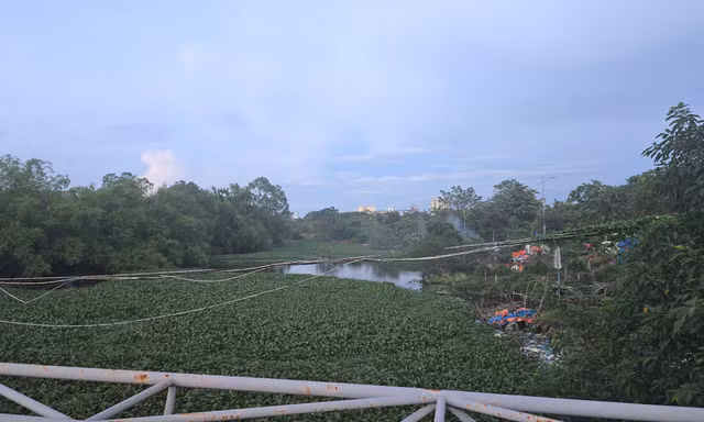 Bèo, rác ngập ngụa kênh thoát nước cạnh khu công nghiệp ở Phú Thọ