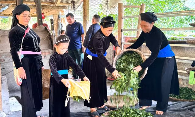 Khi cây chè trở thành điểm tựa giảm nghèo bền vững ở Thanh Thủy