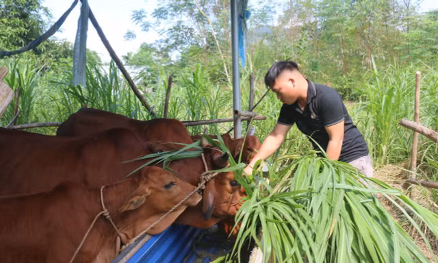 Từ vùng tái định cư thành điểm sáng kinh tế mới ở cửa ngõ Tuyên Quang