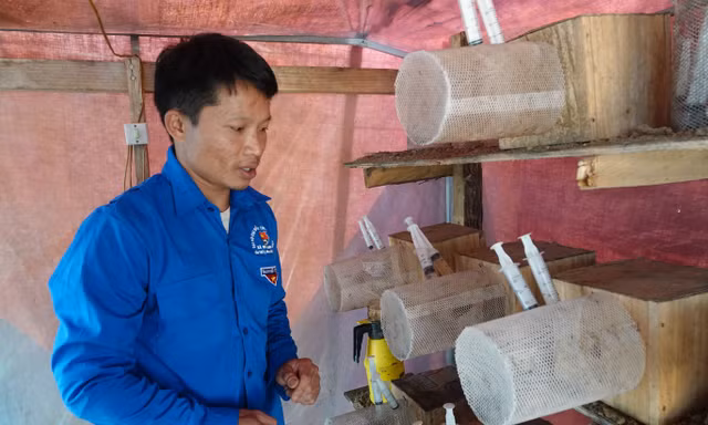 Những thanh niên “liều lĩnh” nuôi ong đất thành công ở vùng cao Lào Cai.