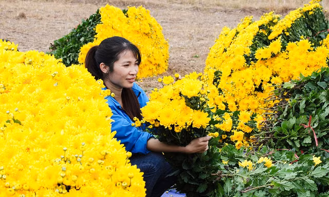 Sắc vàng cúc kim cương phủ kín làng hoa những ngày giáp Tết