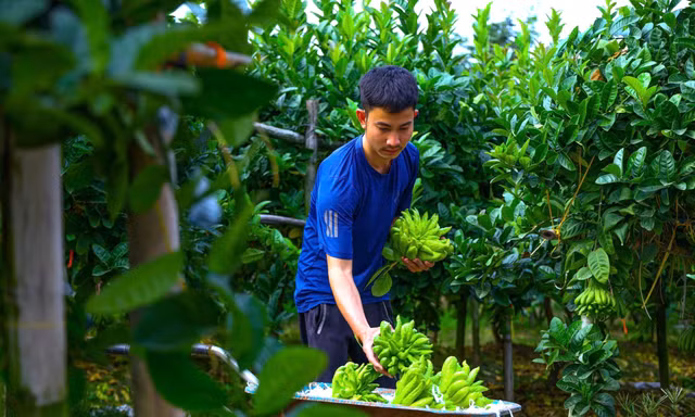 Tết cận kề, làng phật thủ Liên Châu rộn ràng đón khách bốn phương