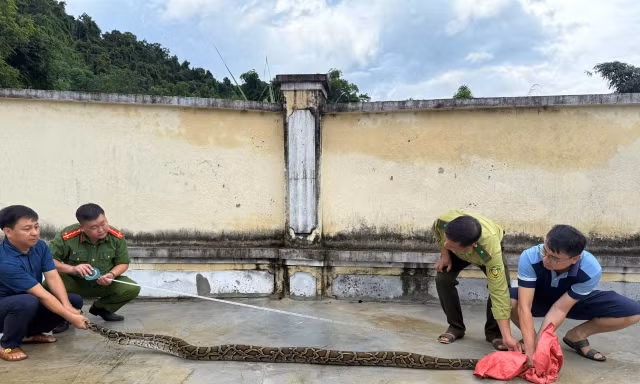 Phát hiện trăn rừng dài 3 mét bò vào khu vườn