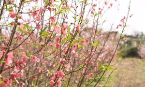 Làng hoa Lý Trạch lao đao