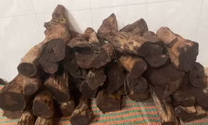 Quảng Trị: Dân đổ xô vào rừng ‘săn gỗ’ phong thuỷ bán 3 triệu đồng/kg 