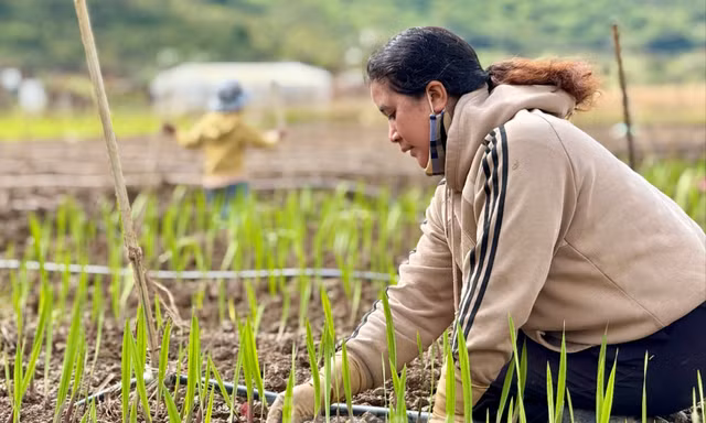 'Thủ phủ' hoa lay ơn lớn nhất cả nước sau lũ: Vun đất mà lòng nặng trĩu