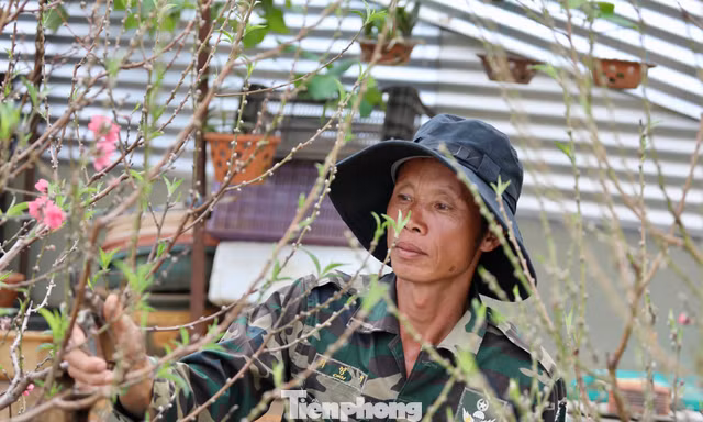 Người trồng đào Tết 'nín thở' canh thời tiết, canh hoa nở
