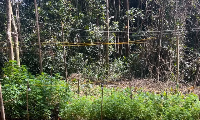 Phát hiện 'ruộng' cần sa giữa rừng sâu ở Lâm Đồng