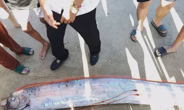 Cá hố rồng dài gần 4m còn nguyên vẹn.