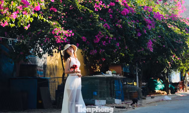 Thỏa thích check-in con đường làng chài Nha Trang rợp màu hoa giấy 