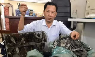 Chim yến được lực lượng Công ty Yến sào Khánh Hòa giải cứu