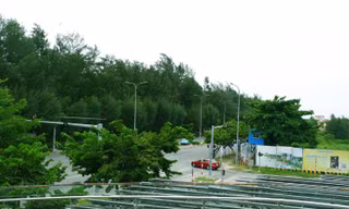 Rừng phi lao tạo nên mảng xanh cuối đường biển Nguyễn Tất Thành