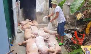 Người dân rắc vôi tiêu hủy dịch tả lợn châu Phi