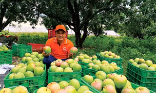 Đặng Thế Truyền thu hoạch xoài tại vùng nguyên liệu nông sản Khánh Hòa 