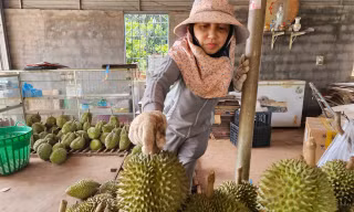 Sầu riêng rớt giá do... ông trời