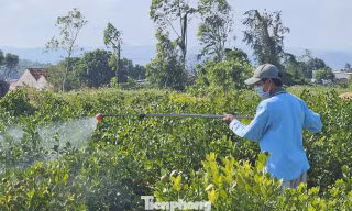 ‘Canh bạc’ khó lường ở làng hoa Đắk Lắk vừa bị bão lũ quật tả tơi
