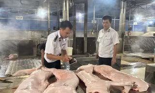 Đột xuất kiểm tra cơ sở giết mổ lợn trong đêm ở Đắk Lắk