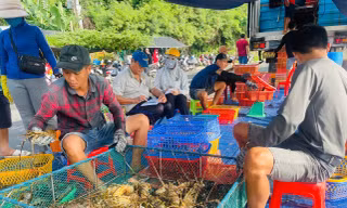Thủ phủ tôm hùm lớn nhất miền Trung 'chạy bão' 