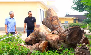 Cận cảnh hàng cây xà cừ trong trụ sở xã bị cưa hạ bất thường
