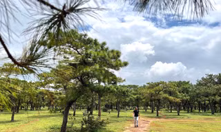 Toàn cảnh rừng thông làm dự án sân golf FLC dang dở, đang điều chỉnh quy hoạch