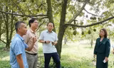 Tây Ninh: Trên 2.100 ha sầu riêng vào mùa thu hoạch