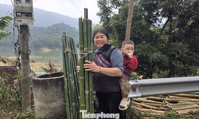 Cây núi rừng mang sinh kế bền vững cho người dân